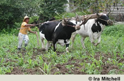 Plowing Cows